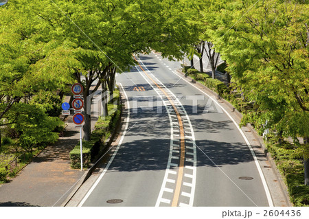 新緑の欅並木 2604436