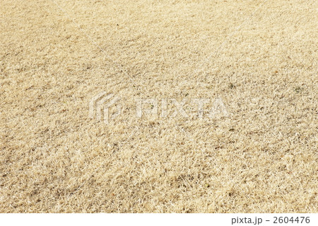 枯れ芝の広場 2604476