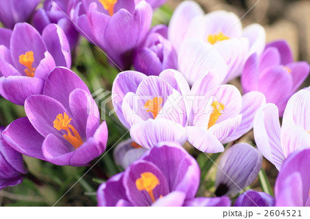 クロッカス畑 2604521