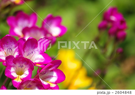 フリージア フリージア 2604848