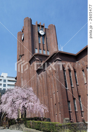 安田講堂と桜 安田講堂と桜 2605477