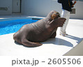 セイウチ 2605506