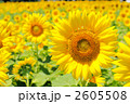 2605508