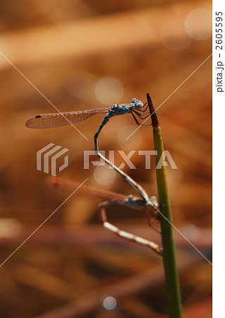 産卵中のホソミオツネントンボ 2605595