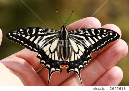 手乗りアゲハ 手乗りアゲハ 2605618