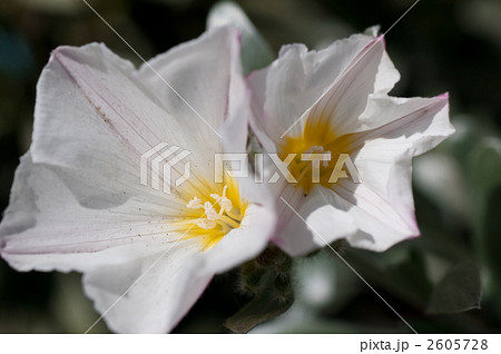 コンボルブルス コンボルブルス 2605728