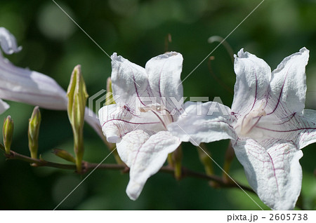 マッケイヤ・ベラ マッケイヤ・ベラ 2605738