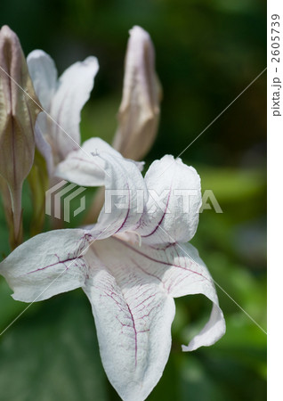 マッケイヤ・ベラ 2605739