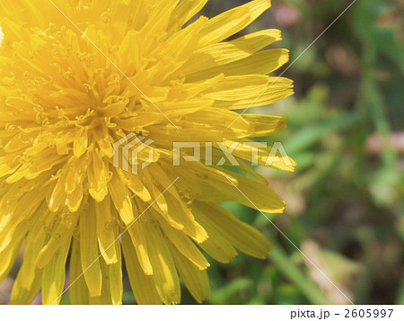 たんぽぽ たんぽぽ 2605997