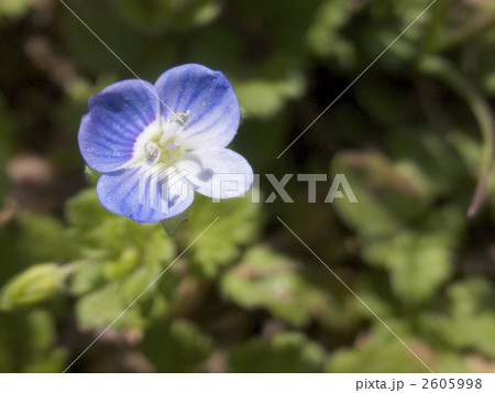 ルリカラクサ ルリカラクサ 2605998