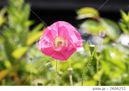 ポピー 2606252