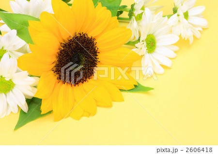 ヒマワリとクリサンセマム ヒマワリとクリサンセマム 2606418