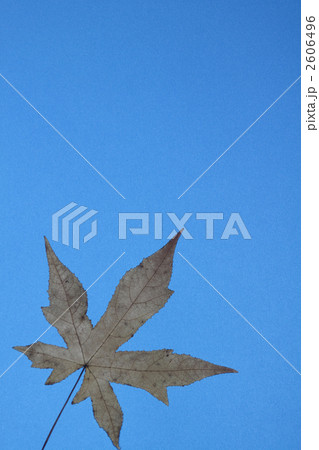 モミジバフウ 2606496