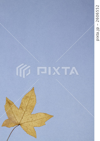 モミジバフウ 2606552