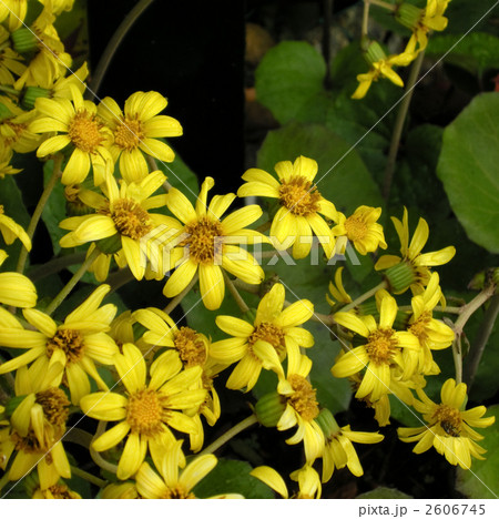 ツワブキ 2606745