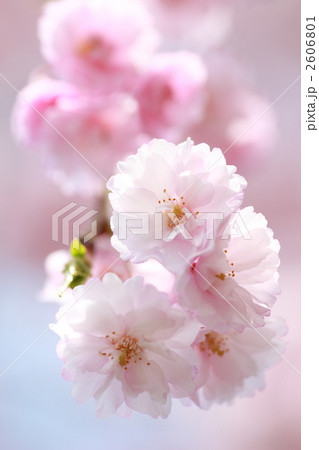 八重桜 八重桜 2606801