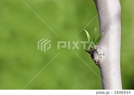 ナツツバキの新芽 2606934