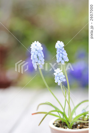 ムスカリ (バレリーフィネス) ムスカリ (バレリーフィネス) 2607000