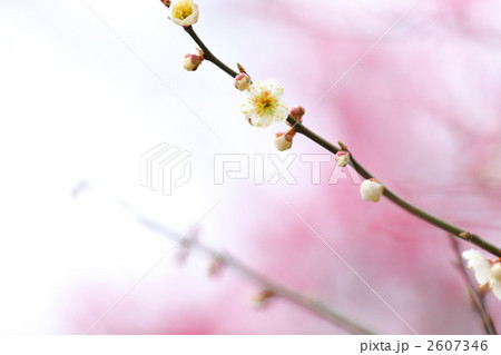 梅フォト WHITE 2607346