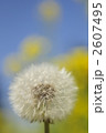 たんぽぽの綿毛 2607495