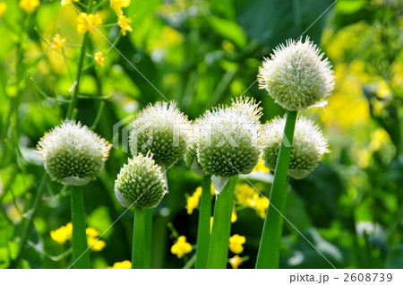 ネギ坊主 2608739