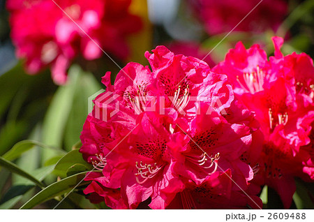 しゃくなげの花 しゃくなげの花 2609488