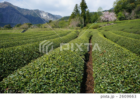茶畑と一本の桜 2609663
