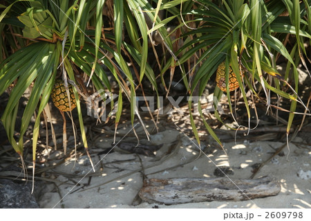 沖縄のパイナップルに似た植物のあだんの写真素材 [2609798] - PIXTA