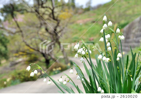 山里の春 （スノーフレームの花） 2610020