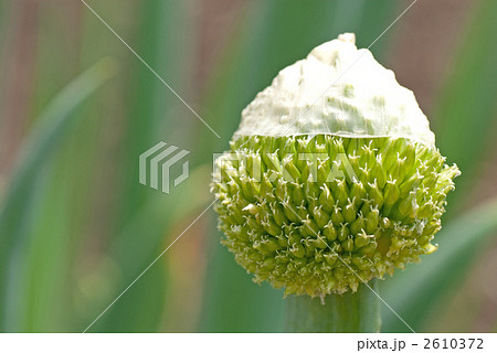 ネギ坊主 2610372