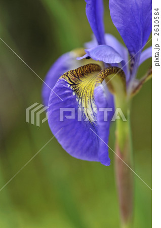 花菖蒲 2610584