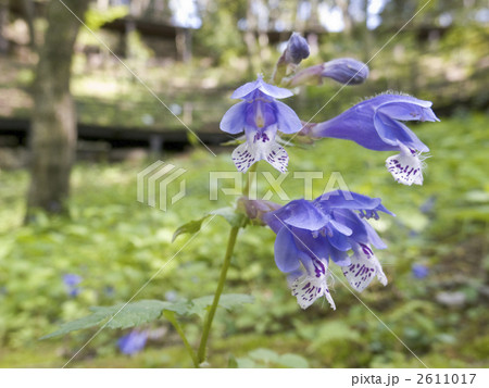 ラショウモンカズラ ラショウモンカズラ 2611017