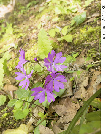 ニホンサクラソウ ニホンサクラソウ 2611030