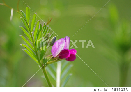 カラスノエンドウ(ヤハズエンドウ) カラスノエンドウ(ヤハズエンドウ) 2611038