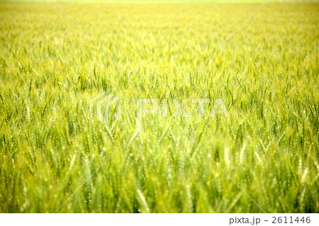 麦畑 2611446