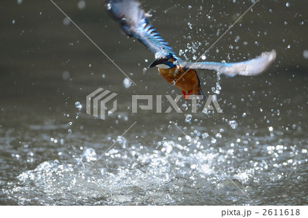カワセミの水浴び カワセミの水浴び 2611618