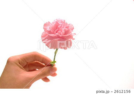 カーネーションを持つ女性の手 2612156