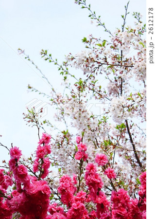 ハナモモと桜 ハナモモと桜 2612178