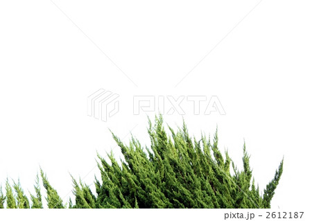 ビャクシン  2612187