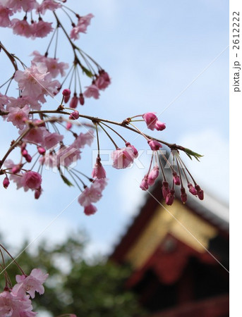 清水観音堂 秋色桜 2612222