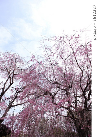 秋色桜　　清水観音堂  2612227