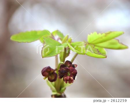 ミツバアケビの花と葉 2612259
