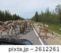 トナカイの大移動 2612261