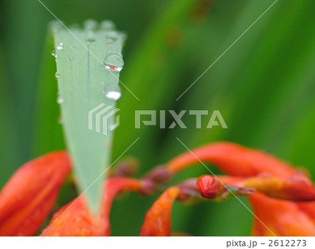 ヒメヒオウギズイセンの葉と水滴 2612273