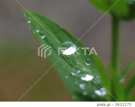 葉の上の水滴 葉の上の水滴 2612275