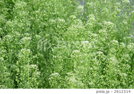 薺なずな　春の七草 2612314