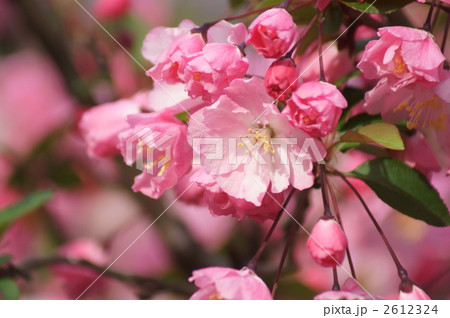 花海棠 はなかいどう 花海棠 はなかいどう 2612324