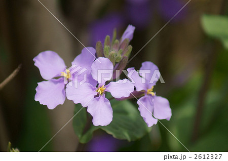 花大根 ハナダイコンの花言葉は 知恵の泉 の写真素材