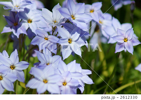 青みがかった花韮 青みがかった花韮 2612330