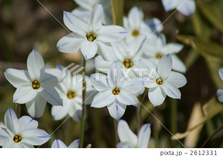 白っぽい花韮 2612331